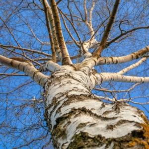 Birch Tree Lore