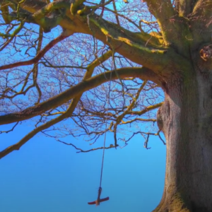 Basic Tree Health Assessment for Rope Swings